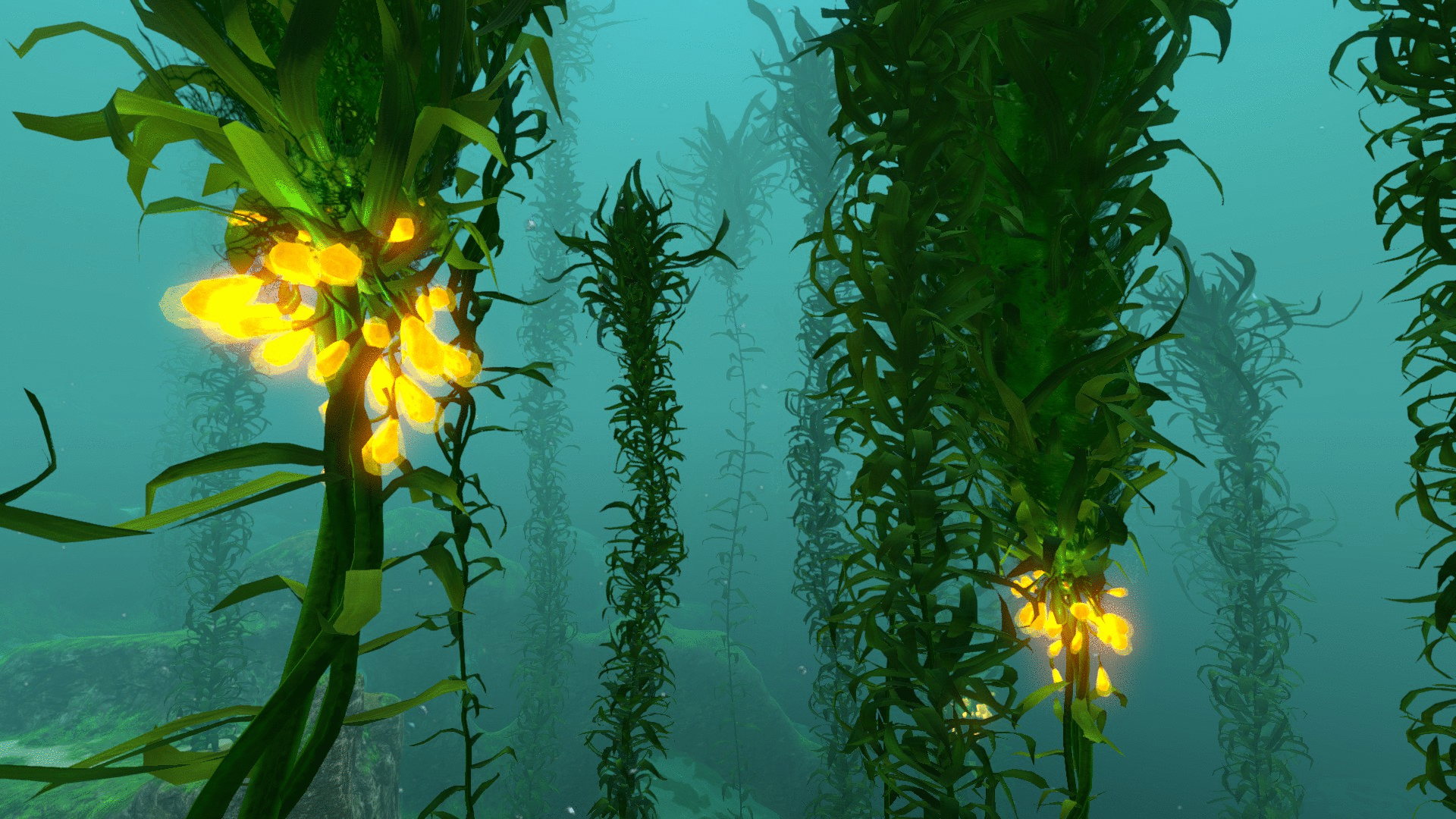 9. Гифка живое фото морские водоросли, красивые обои на рабочий стол