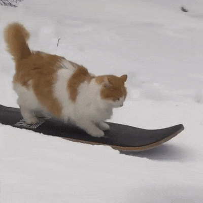 1. Гифка кот на сноуборде