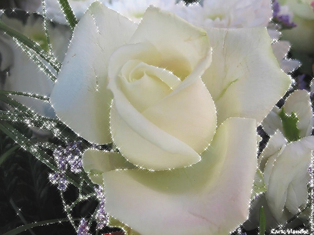 2. Гифка белая мерцающая роза