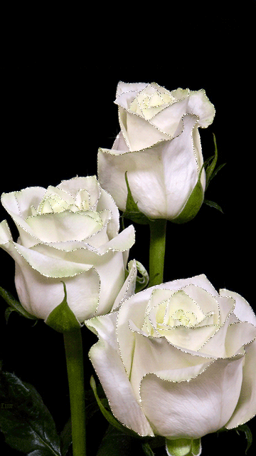4. Гифка белые розы