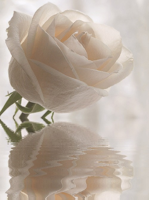 7. Гифка отражение белой розы от воды