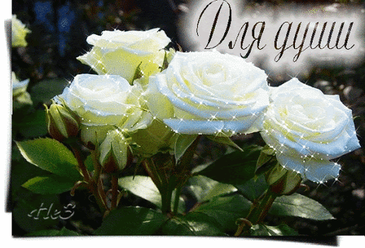 8. Картинка с белыми розами для души