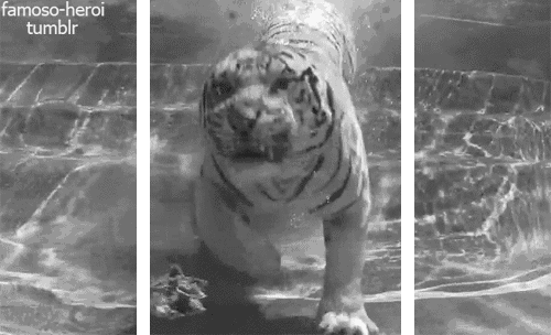 8. Гифка 3д тигр в воде