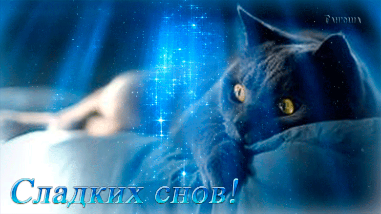 10. Очень красивая анимация сладких снов с кошкой