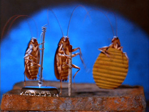 3. Гифка тараканы танцуют