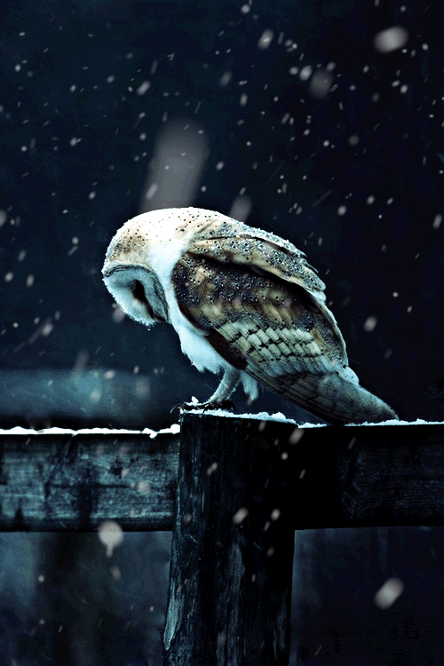 4. Красивая gif картинка сова в снегу