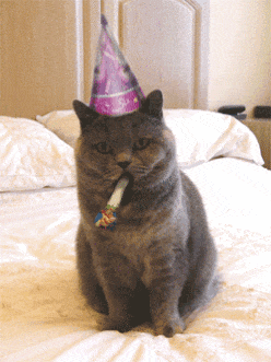 31. Прикольная гифка на день рождения для друга или подруги с котиком