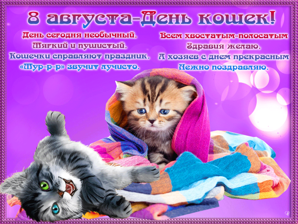 День кошек когда отмечают. Всемирный день кошек. Всемирный день кошек 8 августа. Всемирный день кошек поздравления. Международный день кошек 8 августа открытки.
