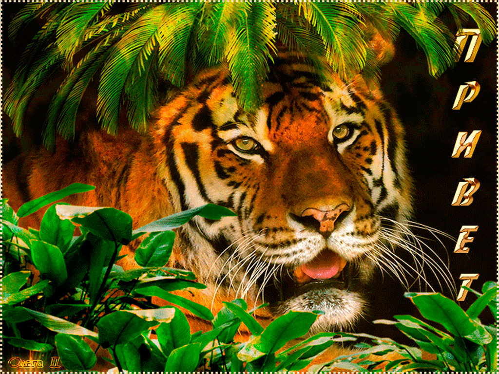 Включи живые животные. Открытка с тигром. Живые животные. Тигренок открытка. Тигр анимационный.