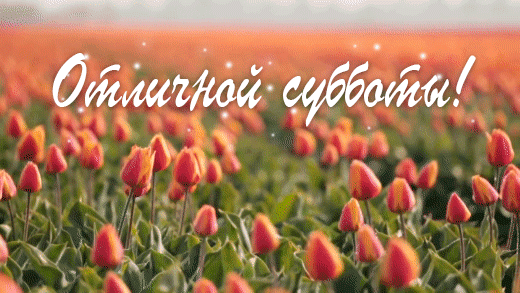 6. Мерцающая gif картинка отличной субботы поле с тюльпанами!