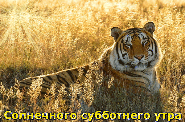 10. красивая гифка солнечного субботнего денёчка с тигром!