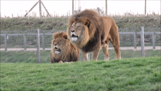10. Гифка Два рычащих льва на зелёном газоне. Эти львы обладают шикарной гривой