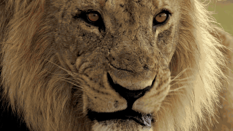 13. Gif открытка Рычащий лев крупным планом в высоком разрешении