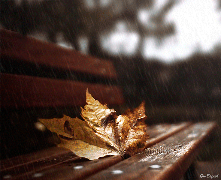 Грустные песни осени. Одинокий осенний лист. Осенние листья. Осень дождь. Лист клена на скамейке.