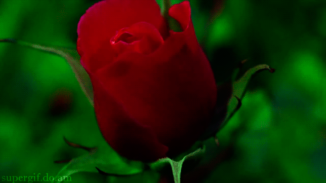 12.Гиф картинка очень красиво распускающаяся красная роза