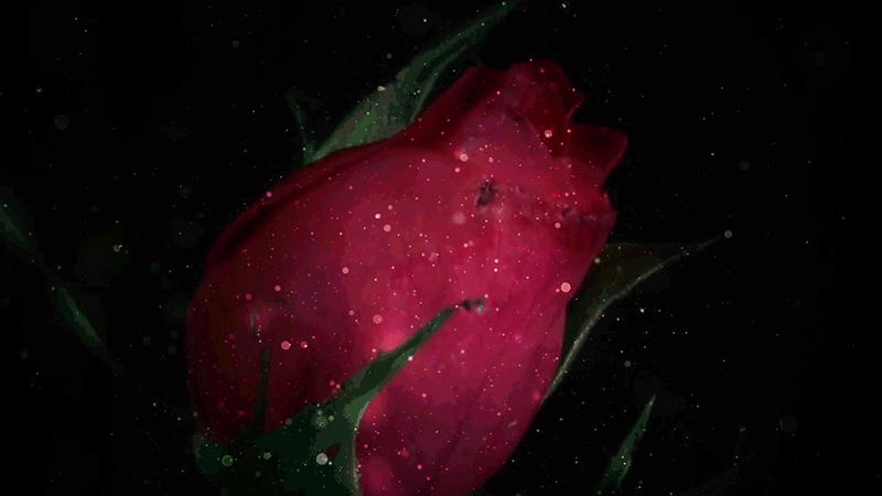 15. Красивая анимационная картинка распускающейся красной розы
