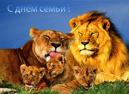 39. Gif картинка с днём Семьи, семейство львов!