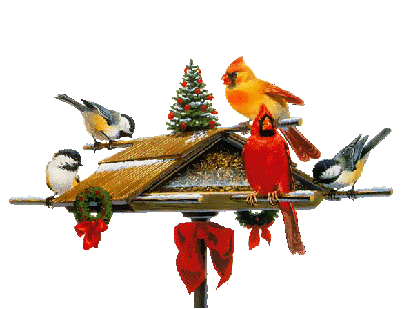 14. Птицы «Кардинал» . Зимние птицы на прозрачном фоне